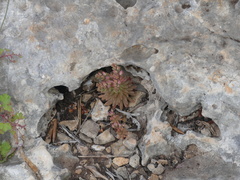 Sedum rubens