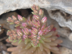 Sedum rubens