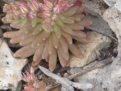 Sedum rubens