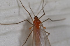 Monarthropalpus flavus