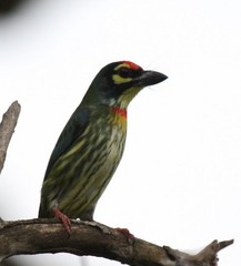 Psilopogon haemacephalus