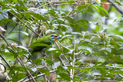 Psilopogon oorti