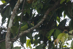 Psilopogon pyrolophus