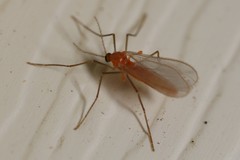 Monarthropalpus flavus