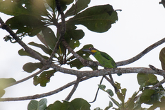 Psilopogon chrysopogon
