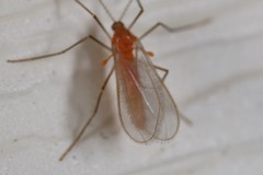 Monarthropalpus flavus