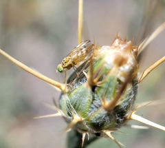 Chaetorellia succinea