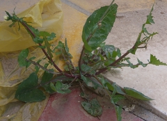 Sonchus oleraceus