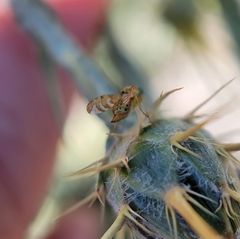 Chaetorellia succinea