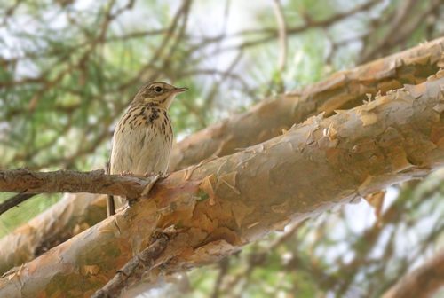 Tree Pipit, photo 10 of 10