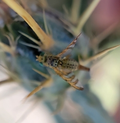 Chaetorellia succinea