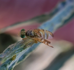 Chaetorellia succinea