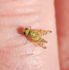 Chaetorellia succinea