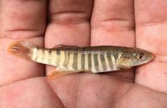 Fundulus zebrinus