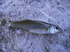 Fundulus seminolis