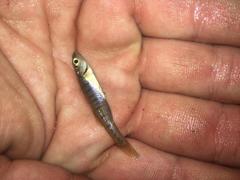 Fundulus waccamensis