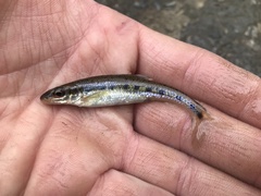 Erimystax dissimilis