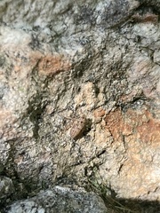 Anoscopus