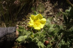 Potentilla astracanica