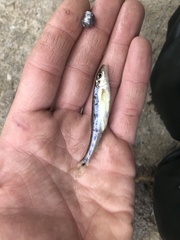 Erimystax dissimilis