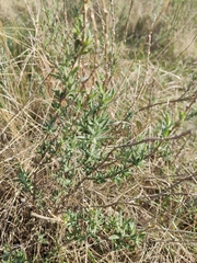 Artemisia abrotanum