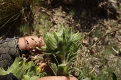 Potentilla astracanica
