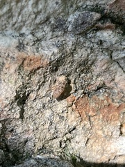 Anoscopus