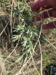 Artemisia abrotanum