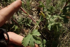 Potentilla astracanica