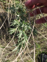Artemisia abrotanum