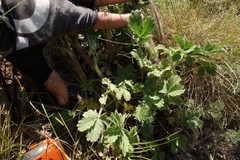Potentilla astracanica
