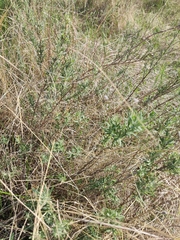 Artemisia abrotanum