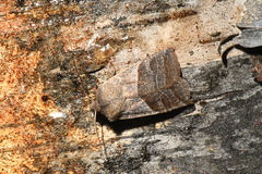Eupsilia devia