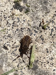 Strobilotoma typhaecornis