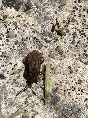 Strobilotoma typhaecornis