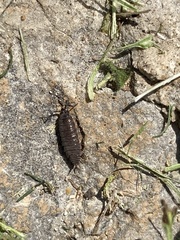 Strobilotoma typhaecornis