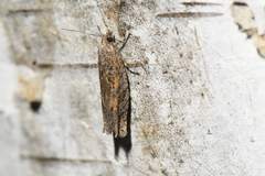 Pseudexentera mali