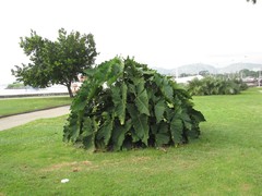 Thaumatophyllum stenolobum