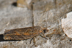 Pseudexentera mali