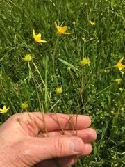 Ranunculus occidentalis occidentalis