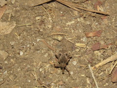 Phelypera distigma