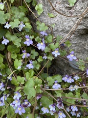 Cymbalaria muralis