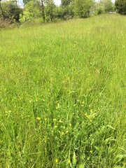 Ranunculus occidentalis occidentalis