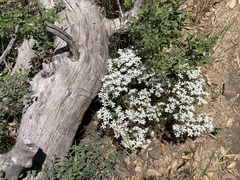 Leptosiphon floribundus