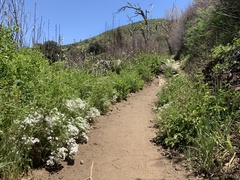 Leptosiphon floribundus