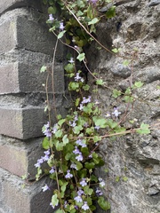Cymbalaria muralis