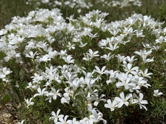 Leptosiphon floribundus