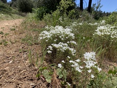 Leptosiphon floribundus