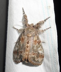 Dasychira dorsipennata