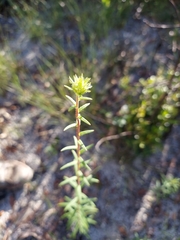 Phoebanthus grandiflora image